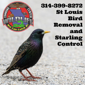 St Louis Pest Bird Removal